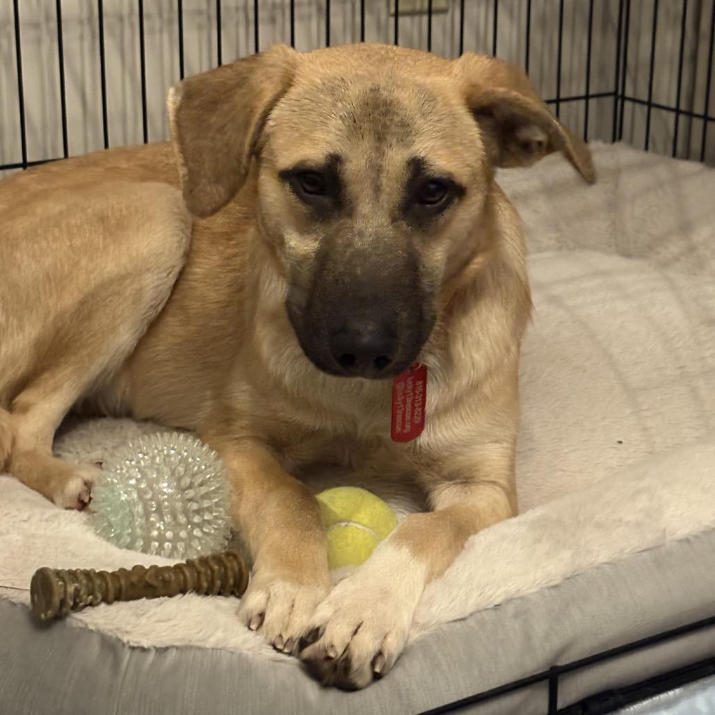 Enlarge Hazelnut, a Adoptable Mixed Breed in Kansas City, MO image 2/6