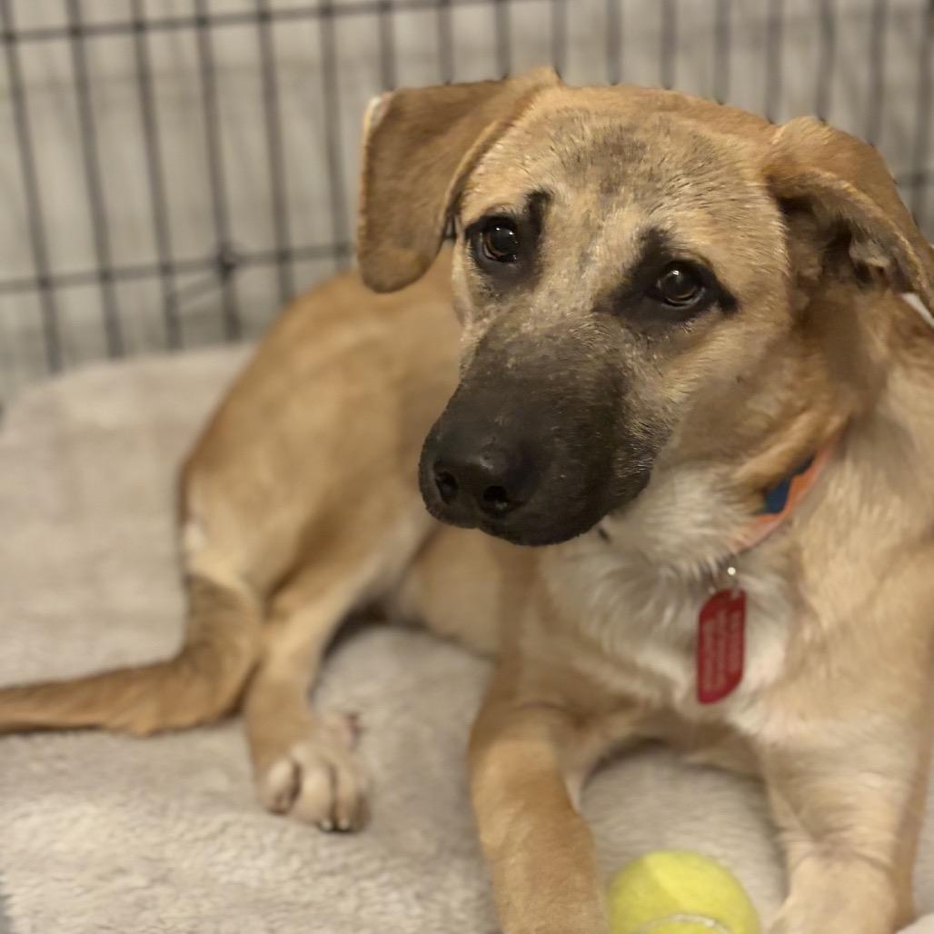 Enlarge Hazelnut, a Adoptable Mixed Breed in Kansas City, MO image 3/6