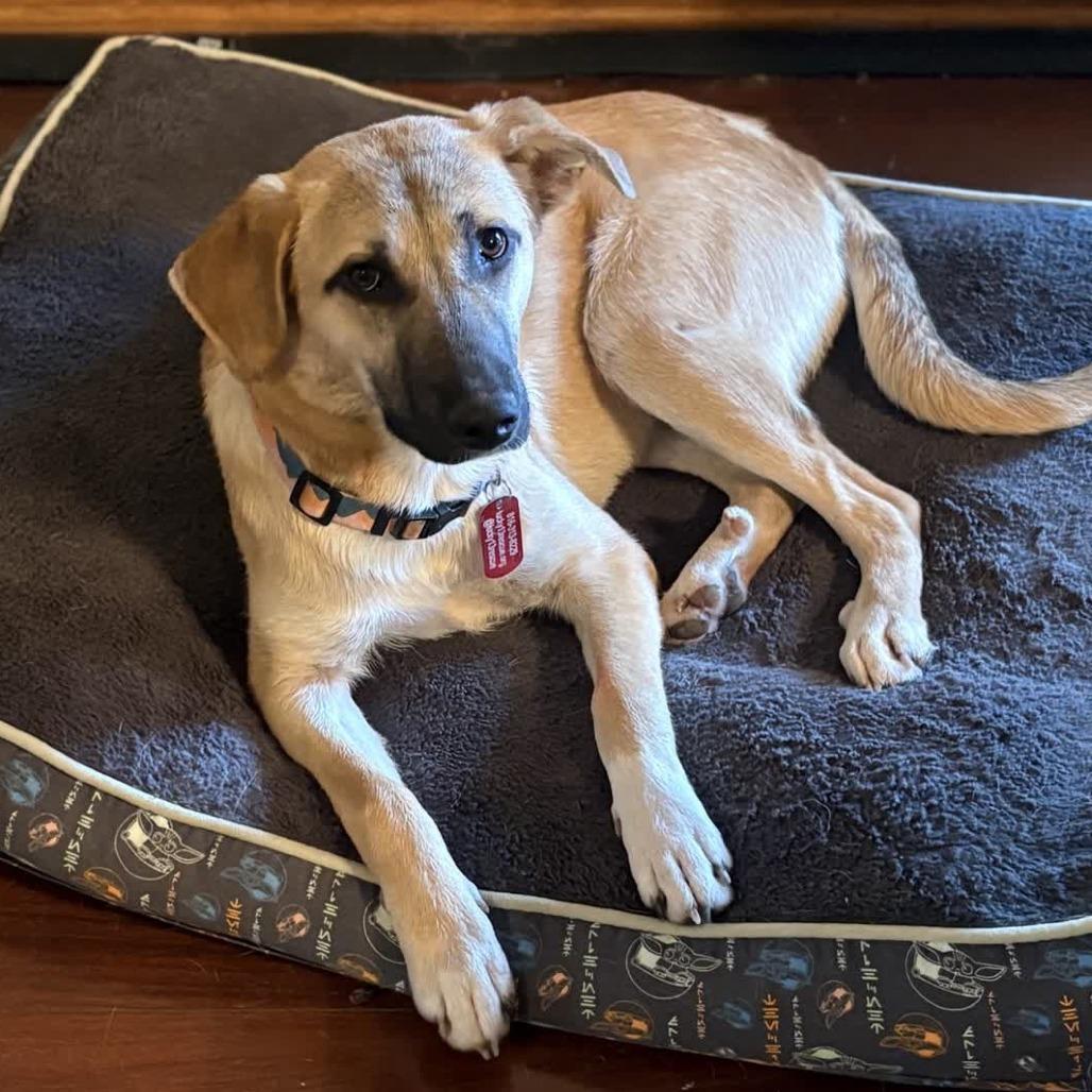 Enlarge Hazelnut, a Adoptable Mixed Breed in Kansas City, MO image 4/6