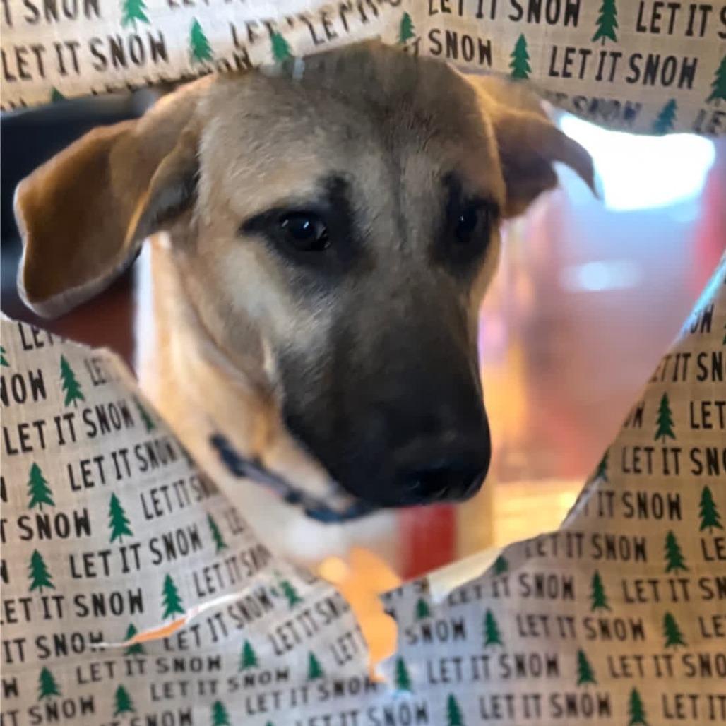 Enlarge Hazelnut, a Adoptable Mixed Breed in Kansas City, MO image 5/6