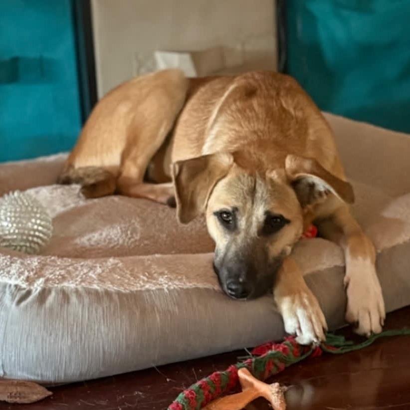 Enlarge Hazelnut, a Adoptable Mixed Breed in Kansas City, MO image 6/6