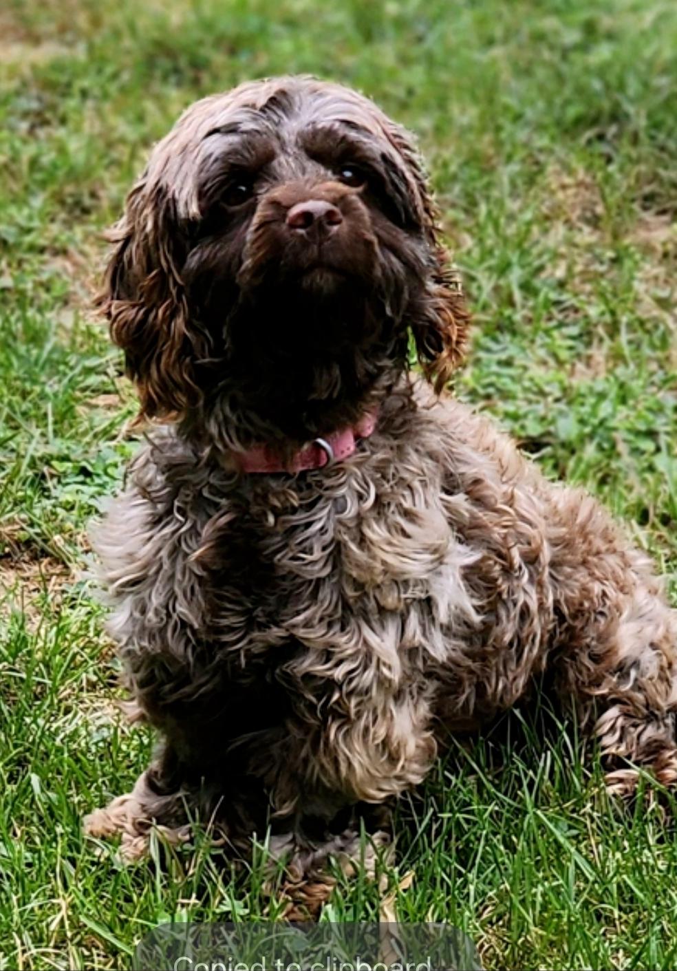 Charloo-Cockapoo, an adoptable Cockapoo in Hamburg, NY, 14075 | Photo Image 1
