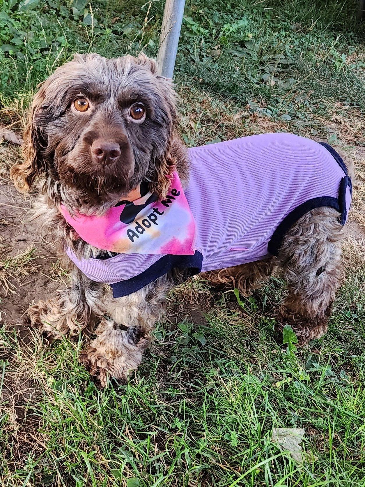 Charloo-Cockapoo, an adoptable Cockapoo in Hamburg, NY, 14075 | Photo Image 2