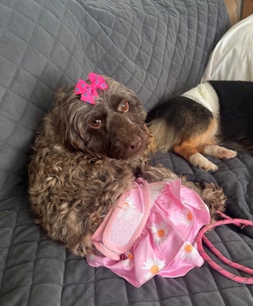 Charloo-Cockapoo, an adoptable Cockapoo in Hamburg, NY, 14075 | Photo Image 3