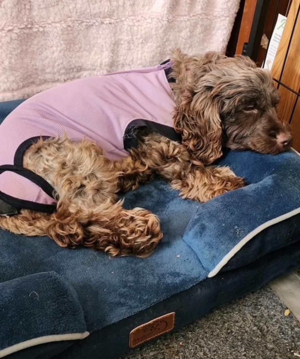 Charloo-Cockapoo, an adoptable Cockapoo in Hamburg, NY, 14075 | Photo Image 4