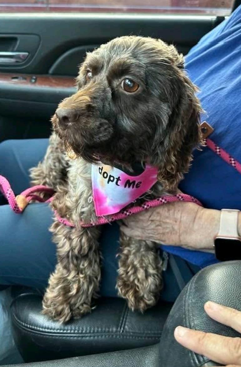 Charloo-Cockapoo, an adoptable Cockapoo in Hamburg, NY, 14075 | Photo Image 5
