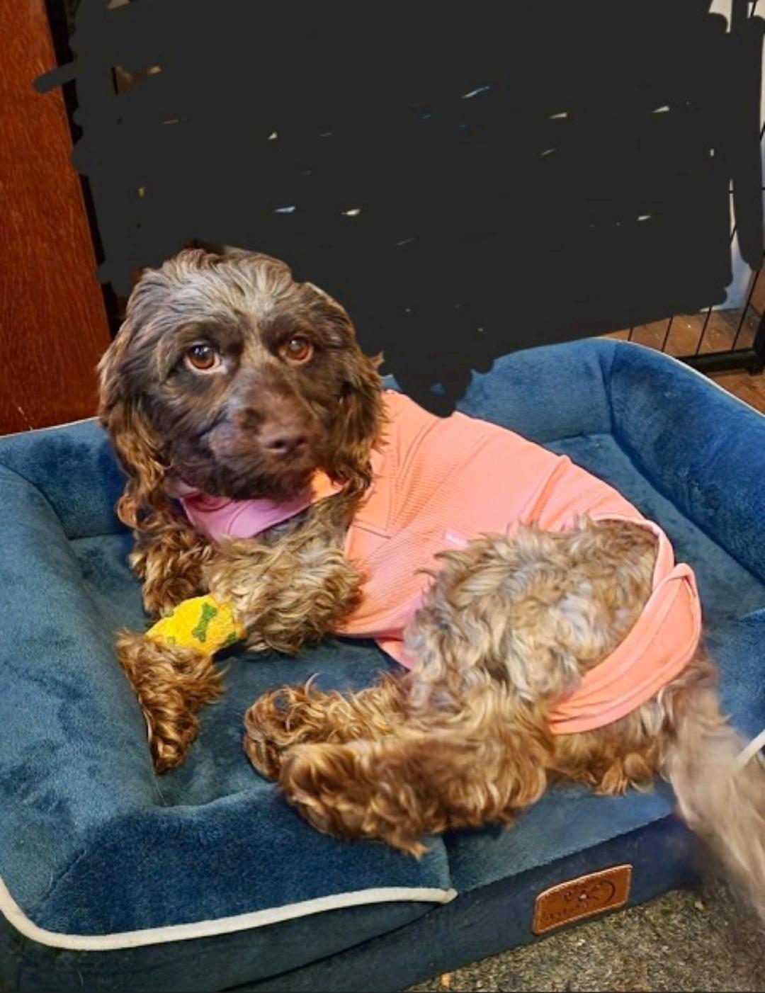 Charloo-Cockapoo, an adoptable Cockapoo in Hamburg, NY, 14075 | Photo Image 6