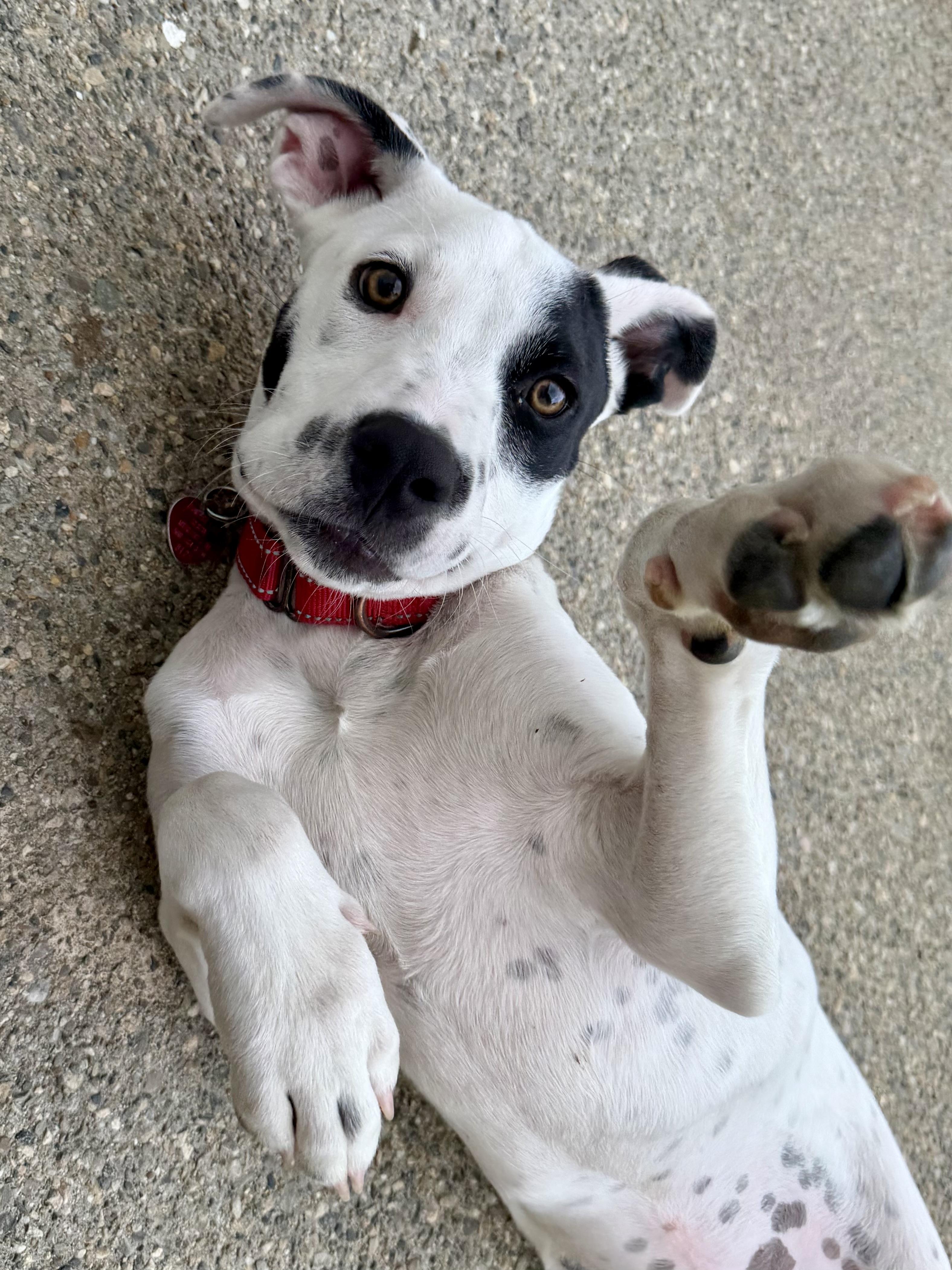 Enlarge Hansel, a ADOPTABLE mixed breed in Uxbridge, MA image 3/5