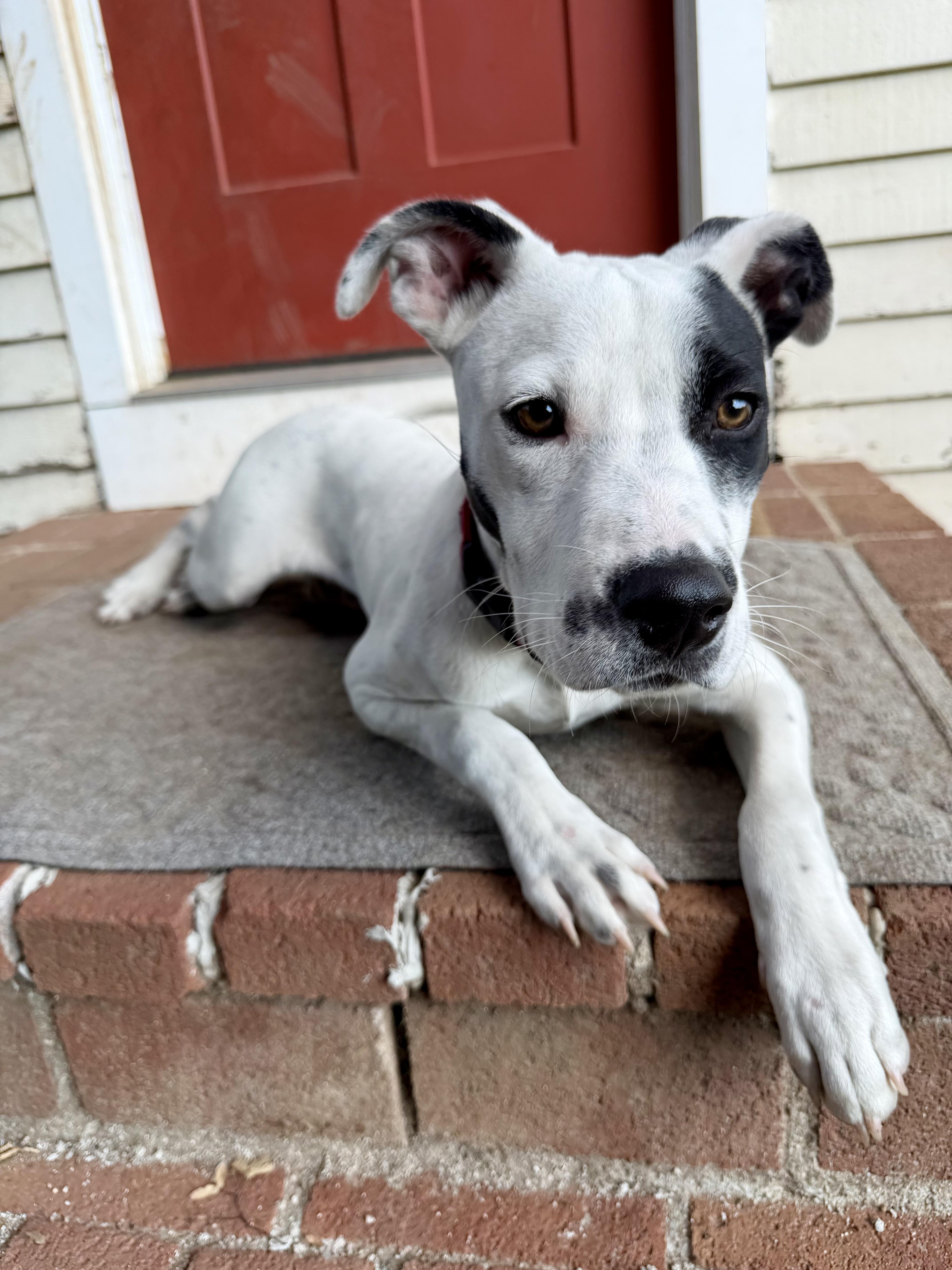 Enlarge Hansel, a ADOPTABLE mixed breed in Uxbridge, MA image 2/5
