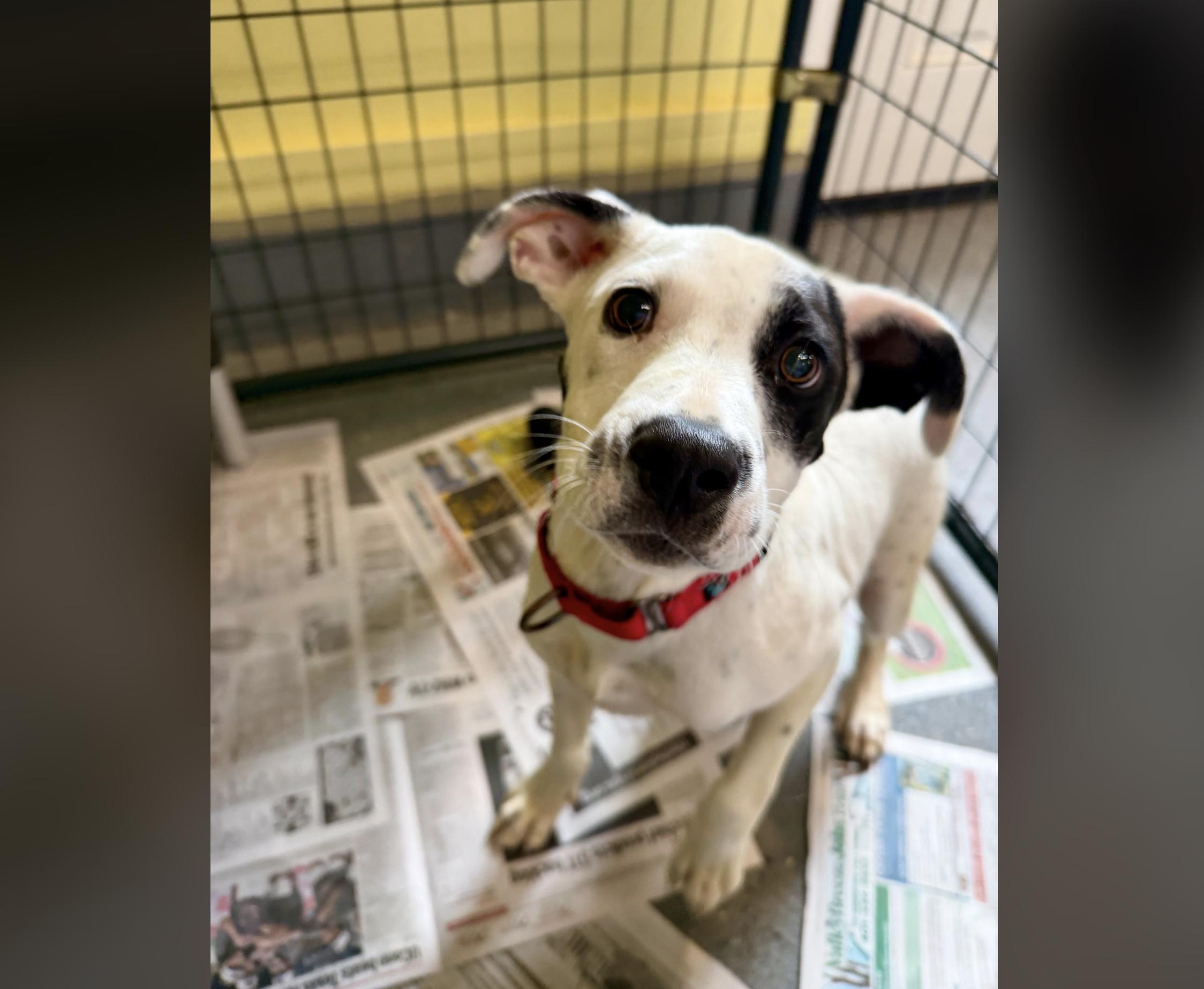 Enlarge Hansel, a ADOPTABLE mixed breed in Uxbridge, MA image 4/5