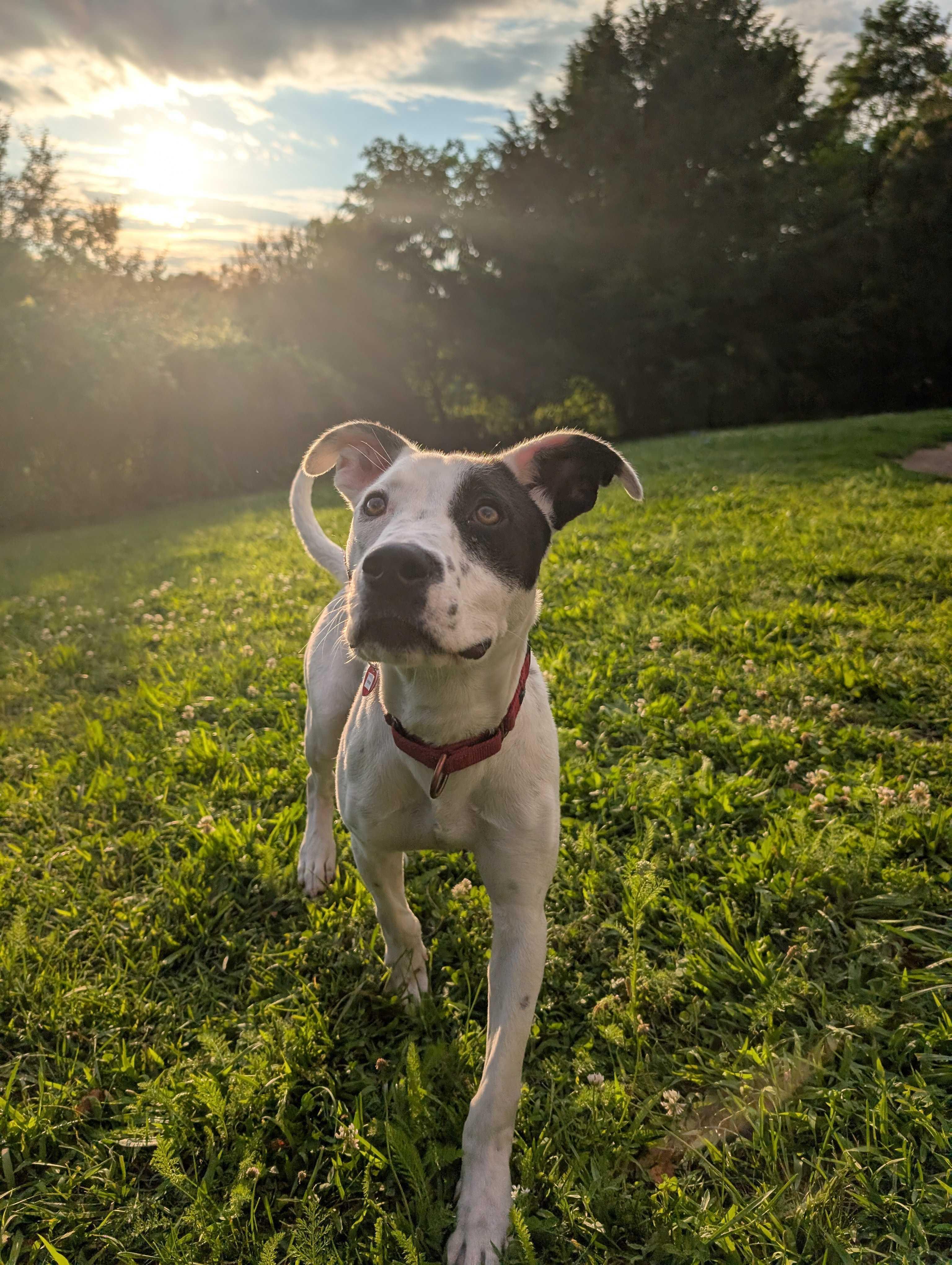Hansel, ADOPTABLE, Puppy Male Terrier.