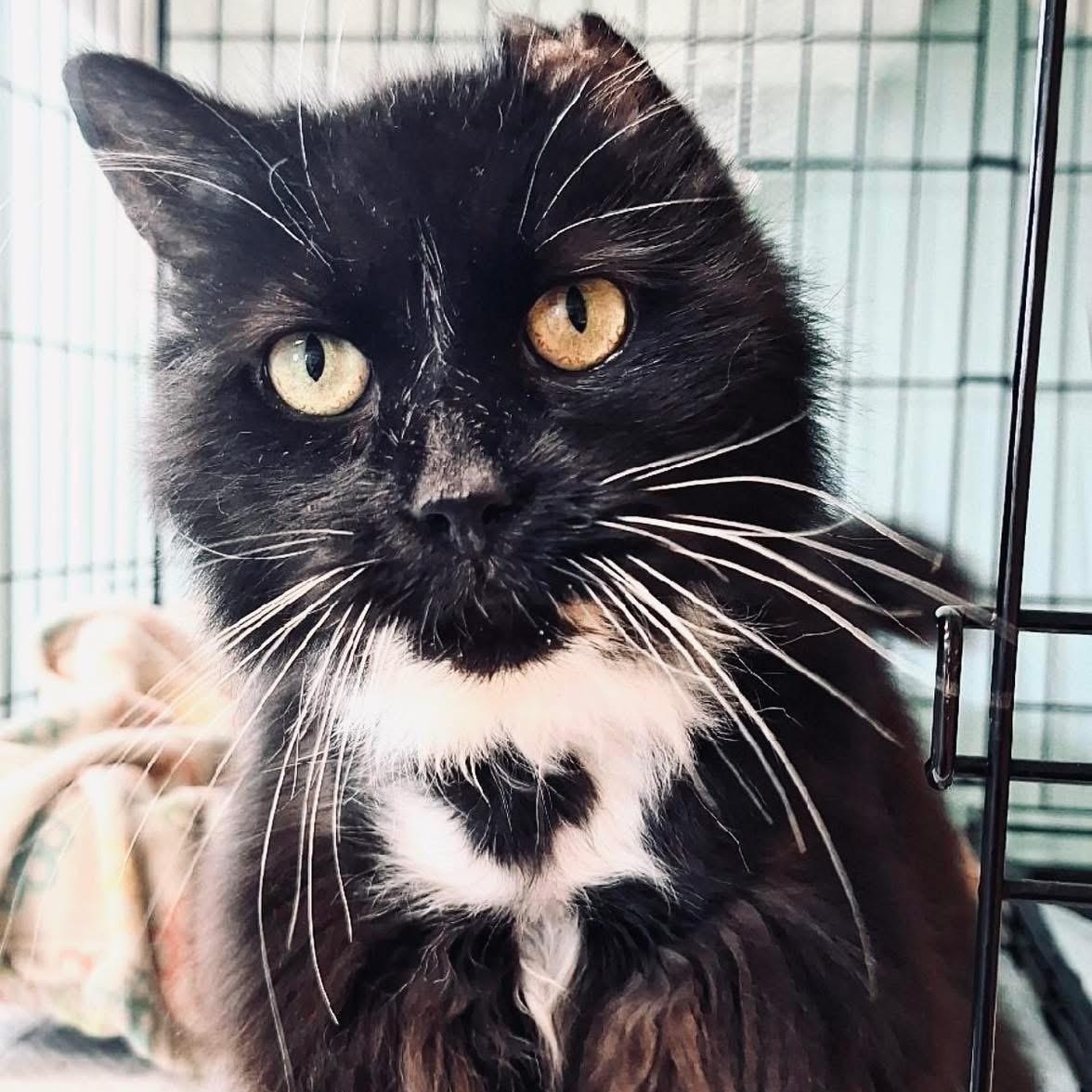 Enlarge Junie, a Adoptable Domestic Long Hair in DuBois, PA image 1/1