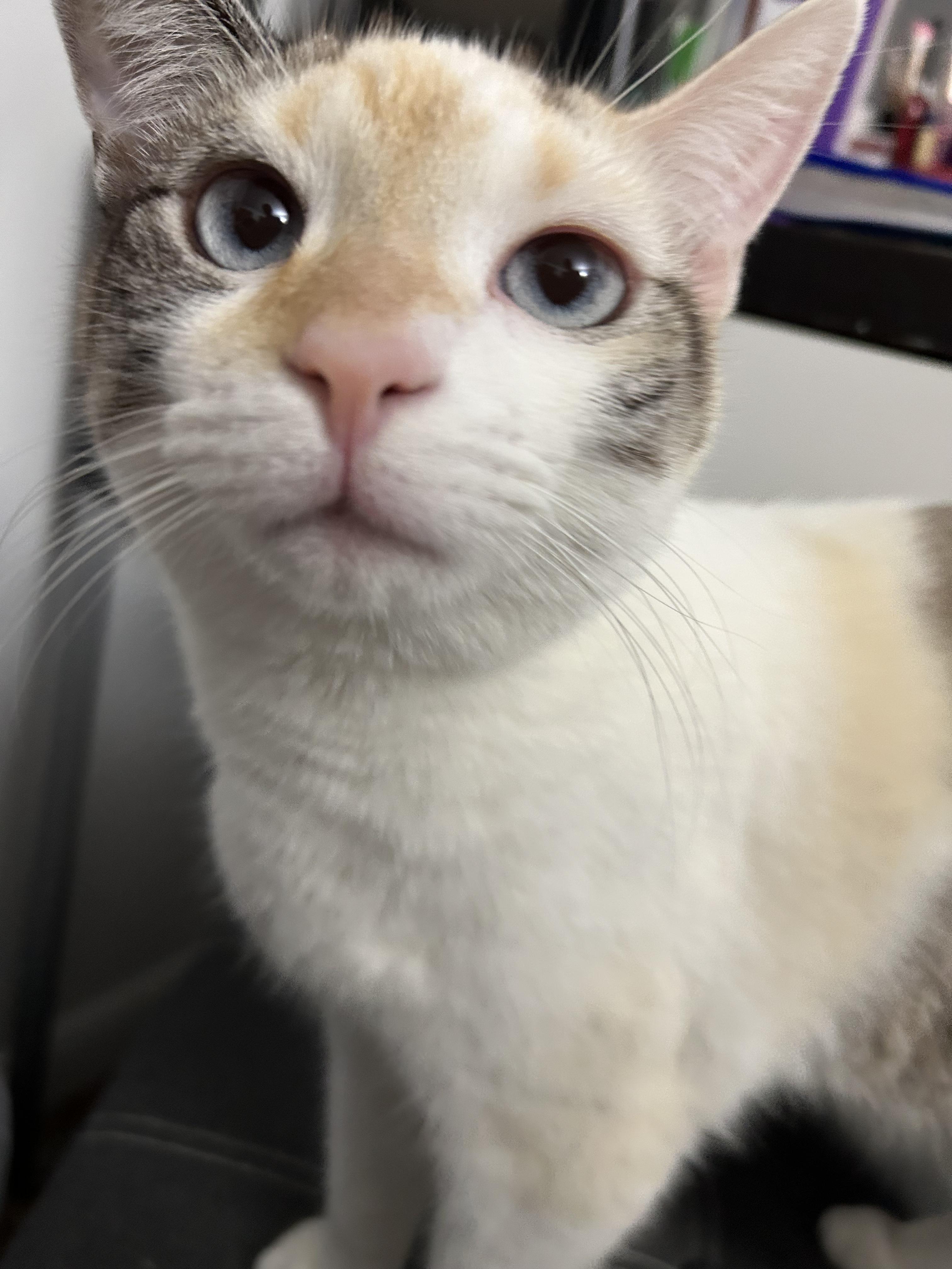 Enlarge Agnes, a Adoptable mixed breed in Columbus, OH image 2/6