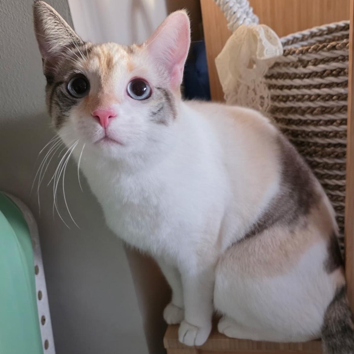 Agnes, Adoptable, Adult Female Dilute Calico & Domestic Short Hair.