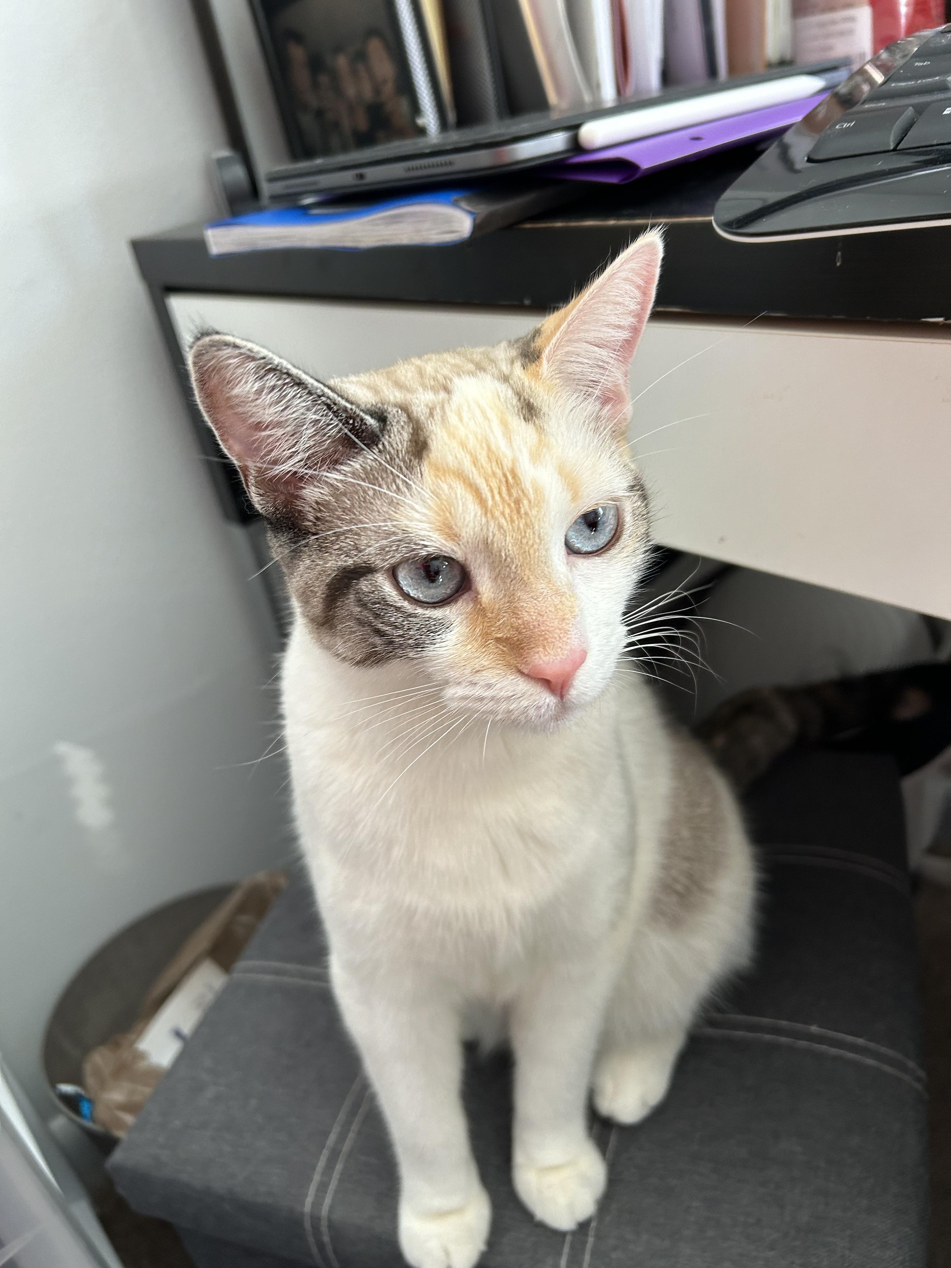 Agnes, Adoptable, Adult Female Dilute Calico & Domestic Short Hair.