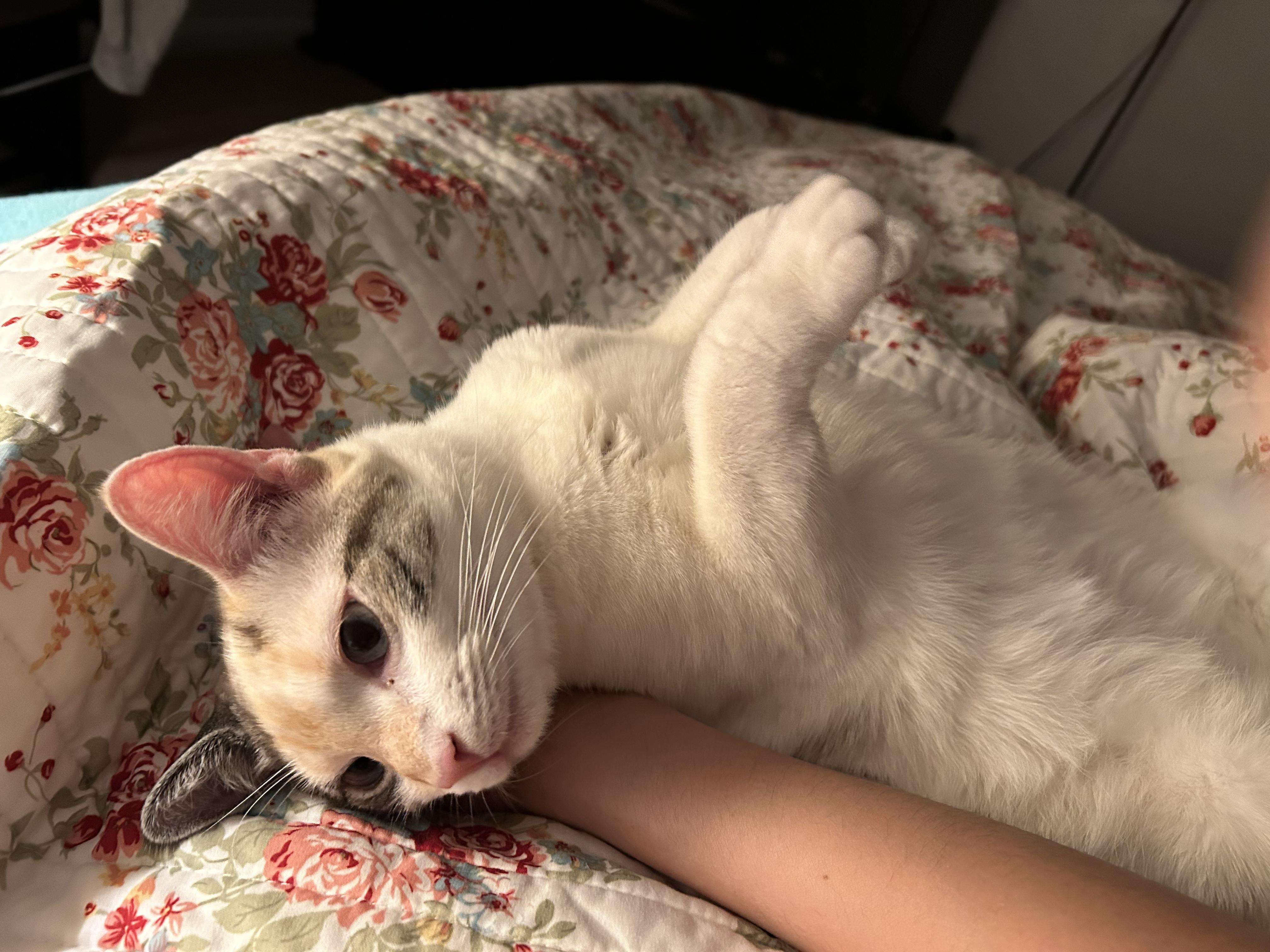 Enlarge Agnes, a Adoptable mixed breed in Columbus, OH image 3/6