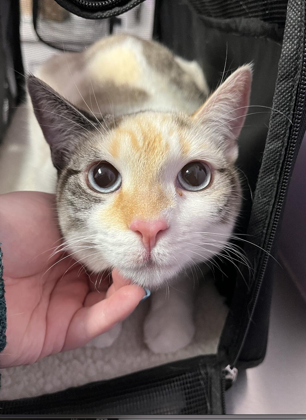 Enlarge Agnes, a Adoptable mixed breed in Columbus, OH image 6/6