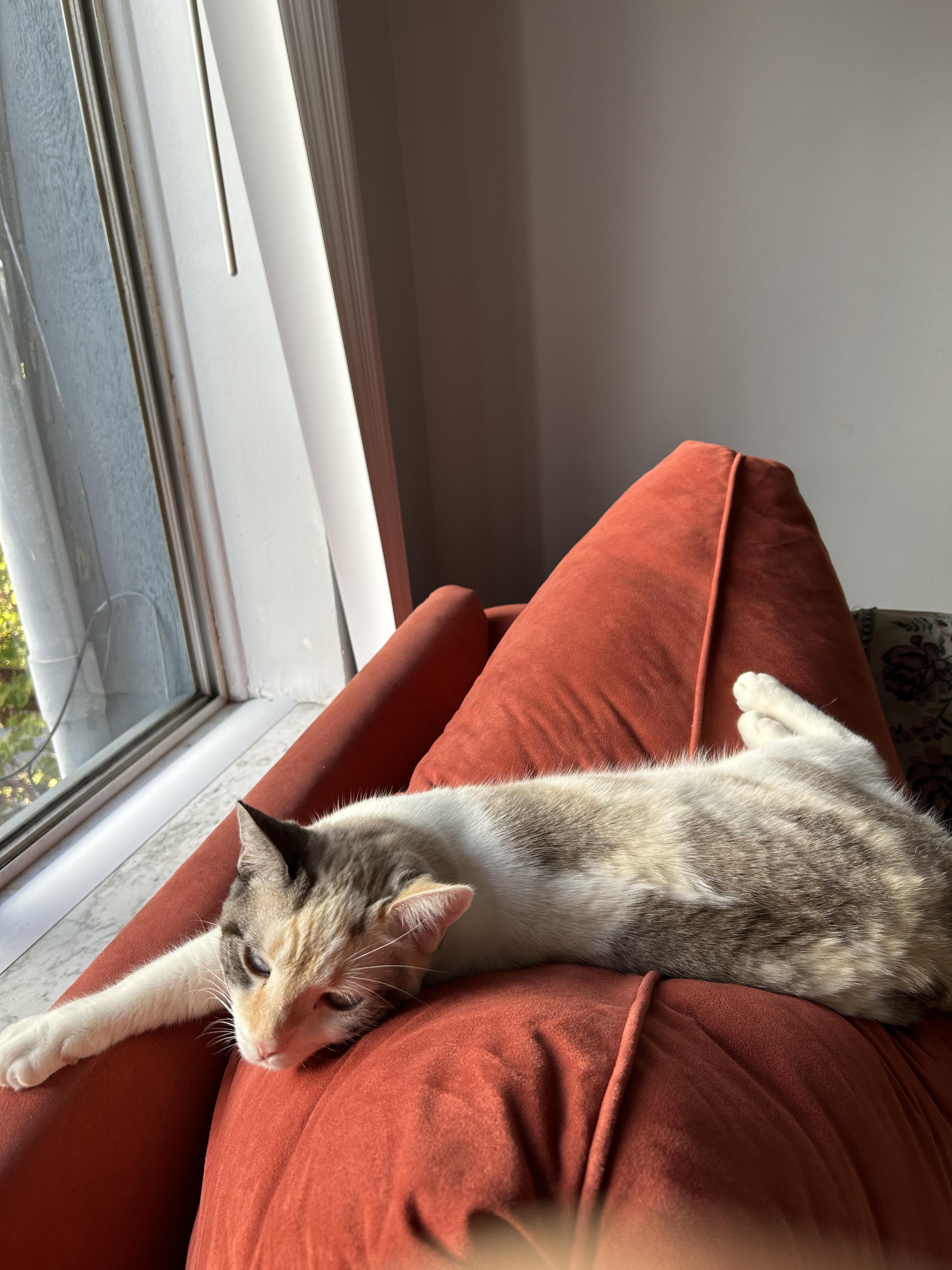 Enlarge Agnes, a Adoptable mixed breed in Columbus, OH image 4/6