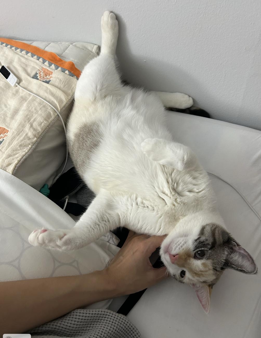 Enlarge Agnes, a Adoptable mixed breed in Columbus, OH image 5/6