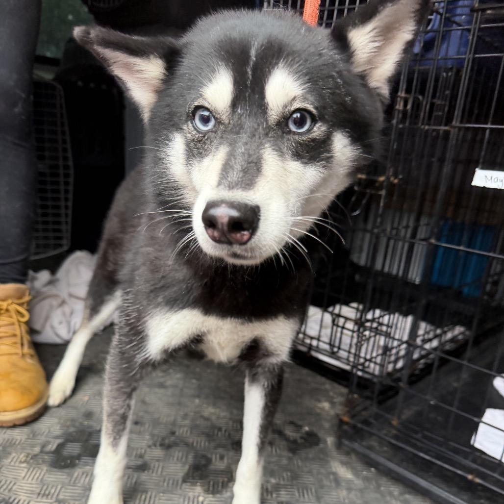 Florence, Adoptable, Adult Female Klee Kai.