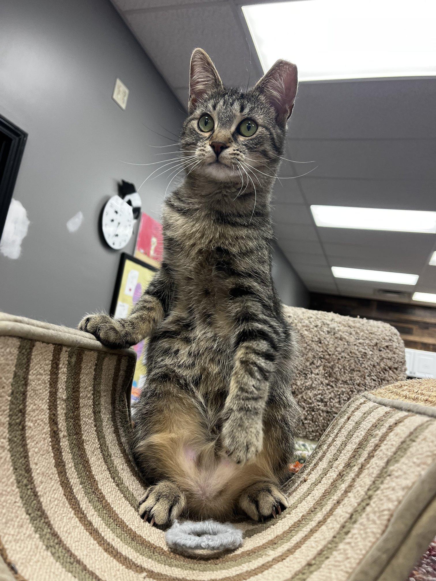 Enlarge Buttons, a ADOPTABLE Domestic Short Hair in Hamburg, NY image 3/3