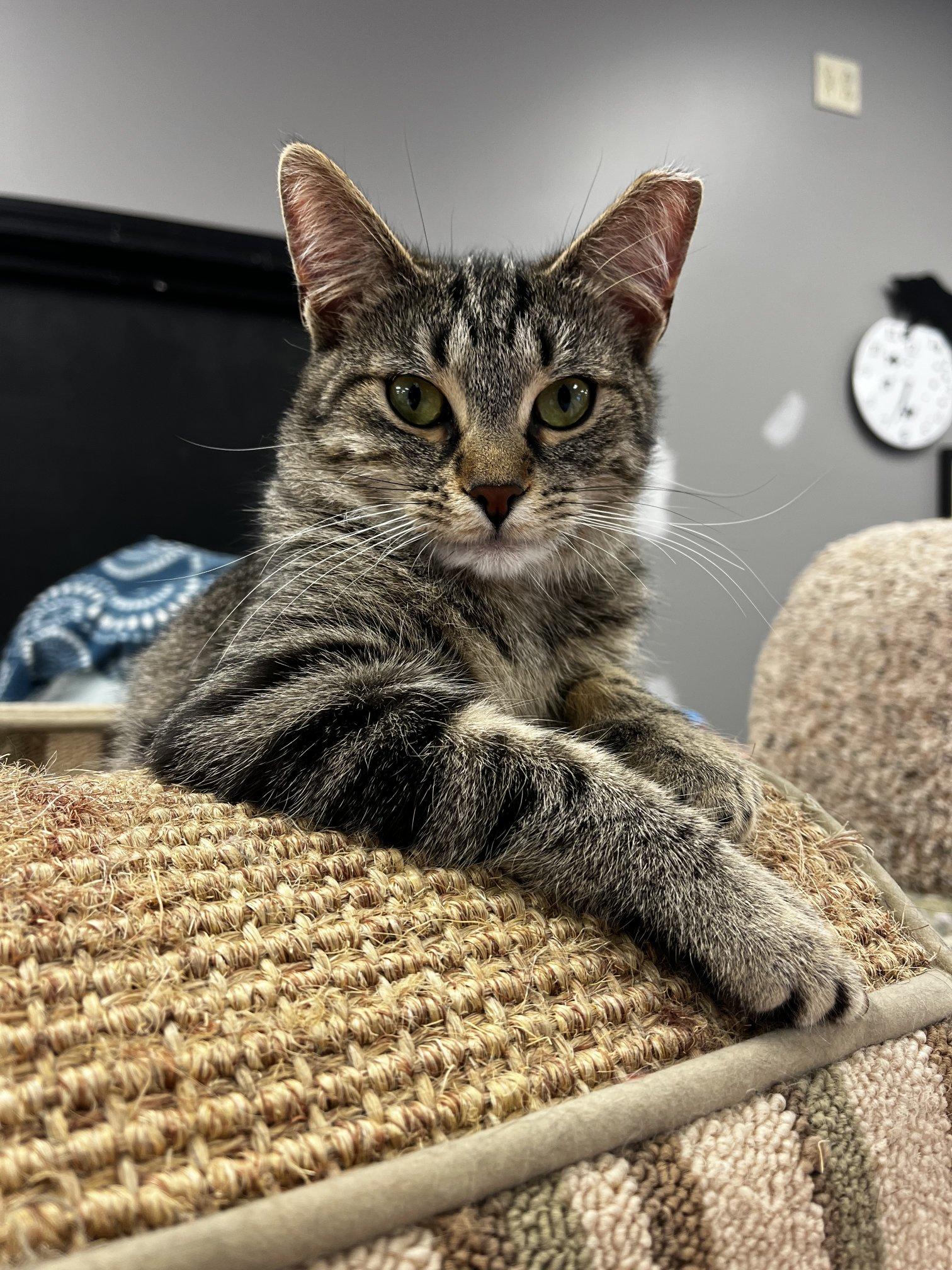 Enlarge Buttons, a ADOPTABLE Domestic Short Hair in Hamburg, NY image 2/3