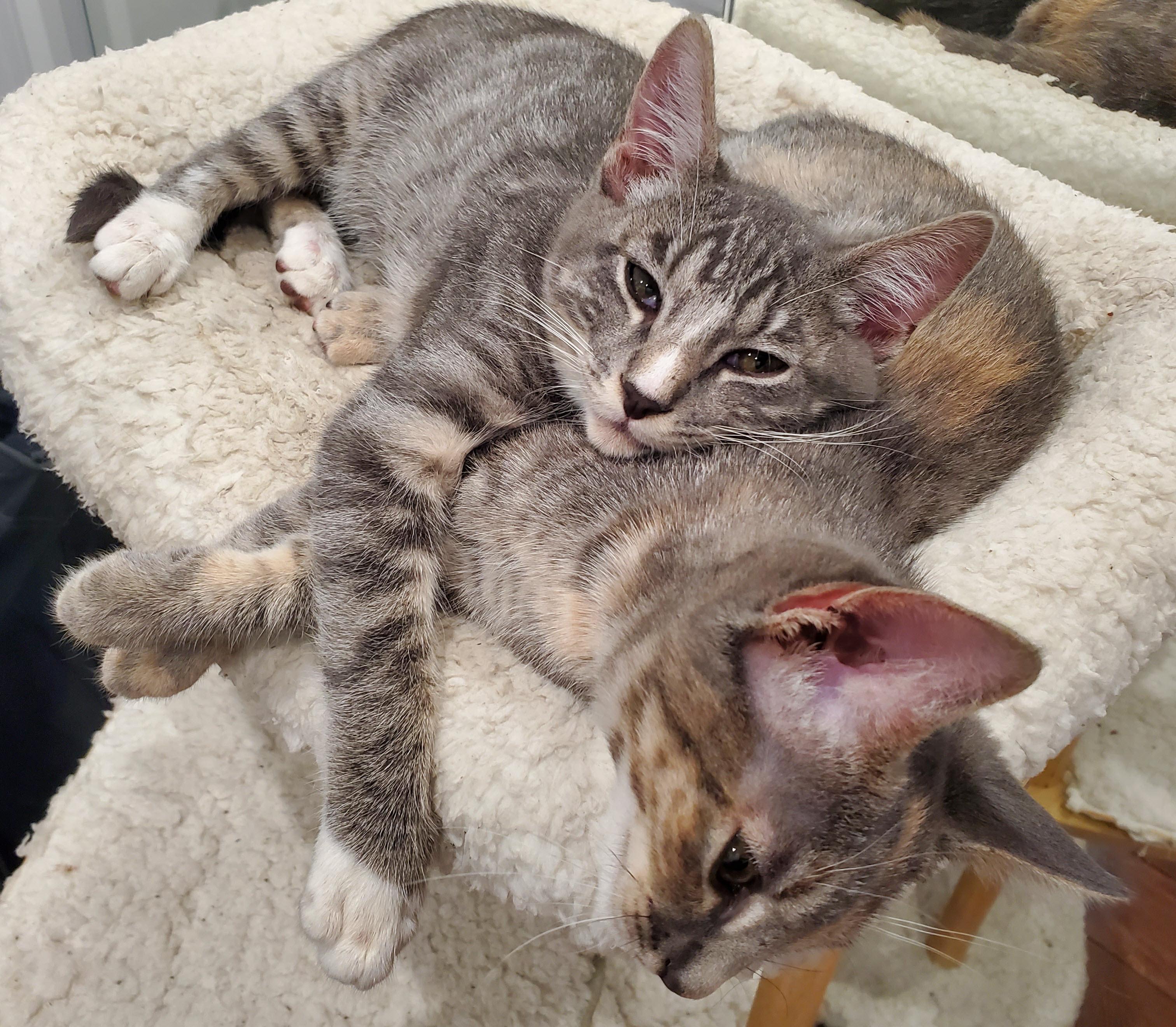 Enlarge Buster & Bella (Bonded Kittens), a ADOPTABLE Domestic Medium Hair in Los Angeles, CA image 2/4