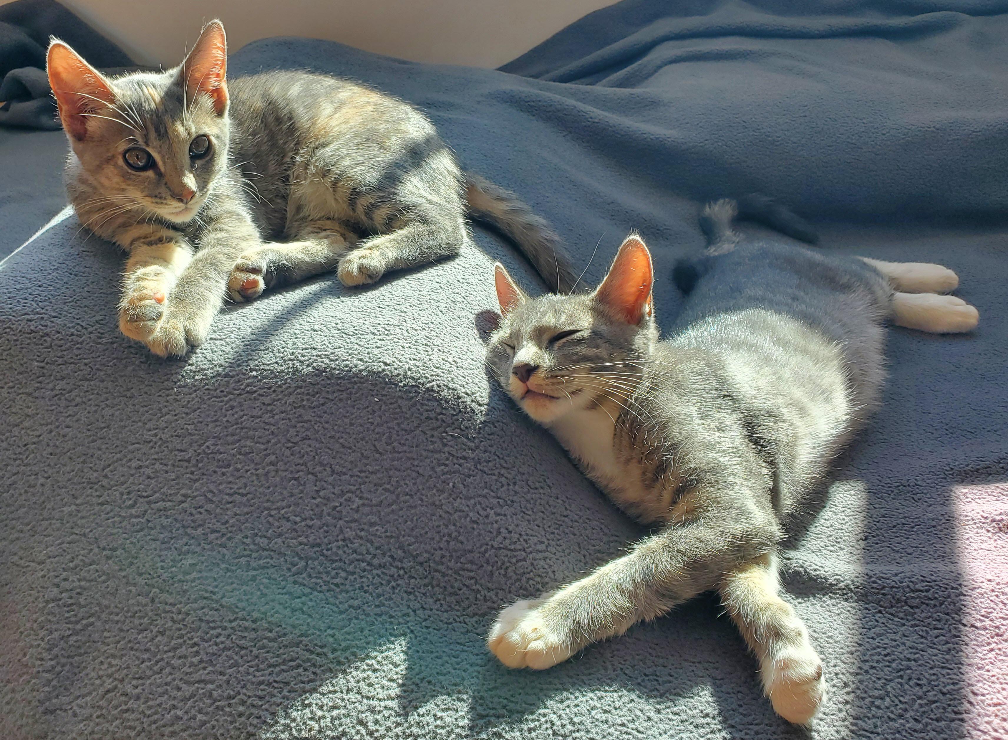 Enlarge Buster & Bella (Bonded Kittens), a ADOPTABLE Domestic Medium Hair in Los Angeles, CA image 3/4