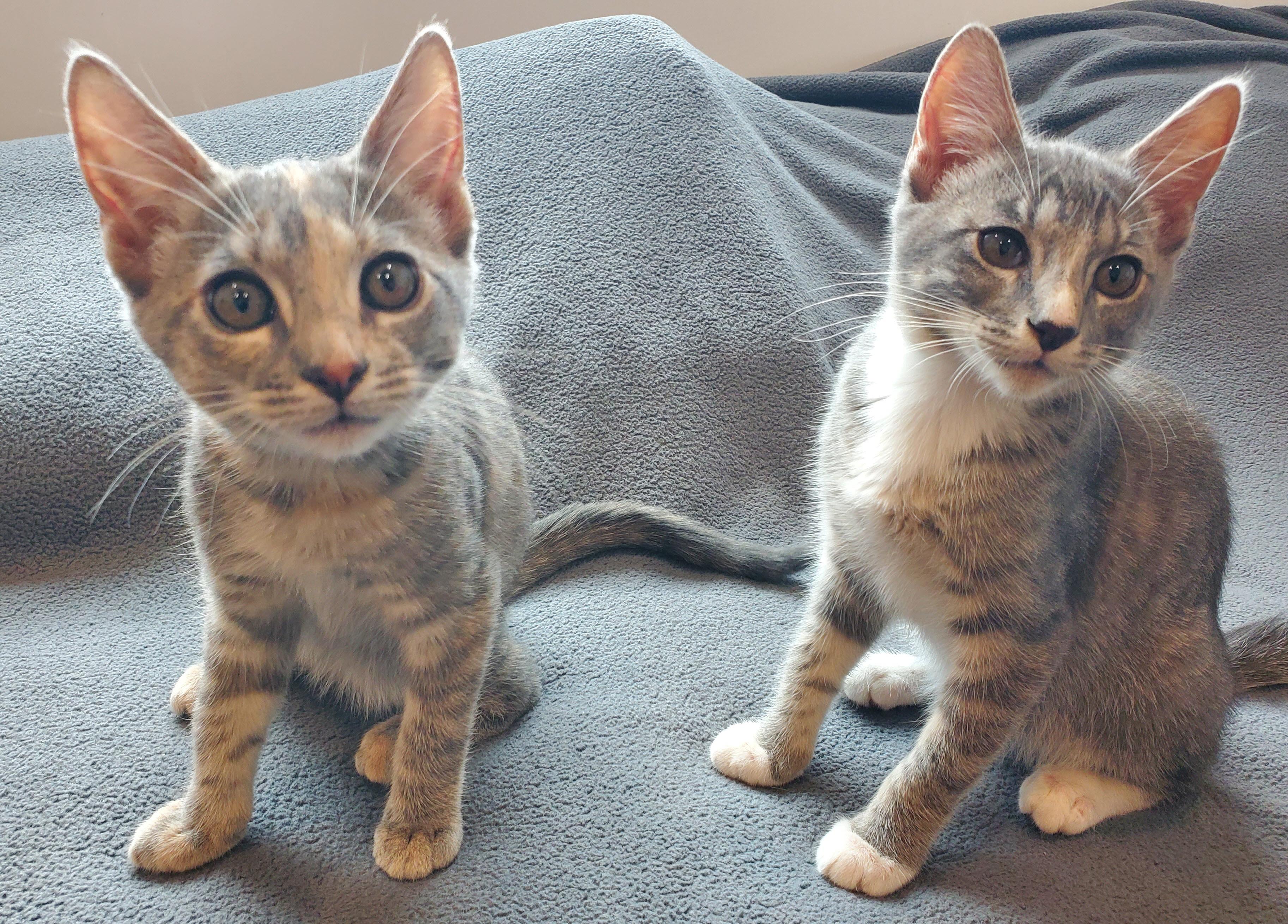 Enlarge Buster & Bella (Bonded Kittens), a ADOPTABLE Domestic Medium Hair in Los Angeles, CA image 1/4