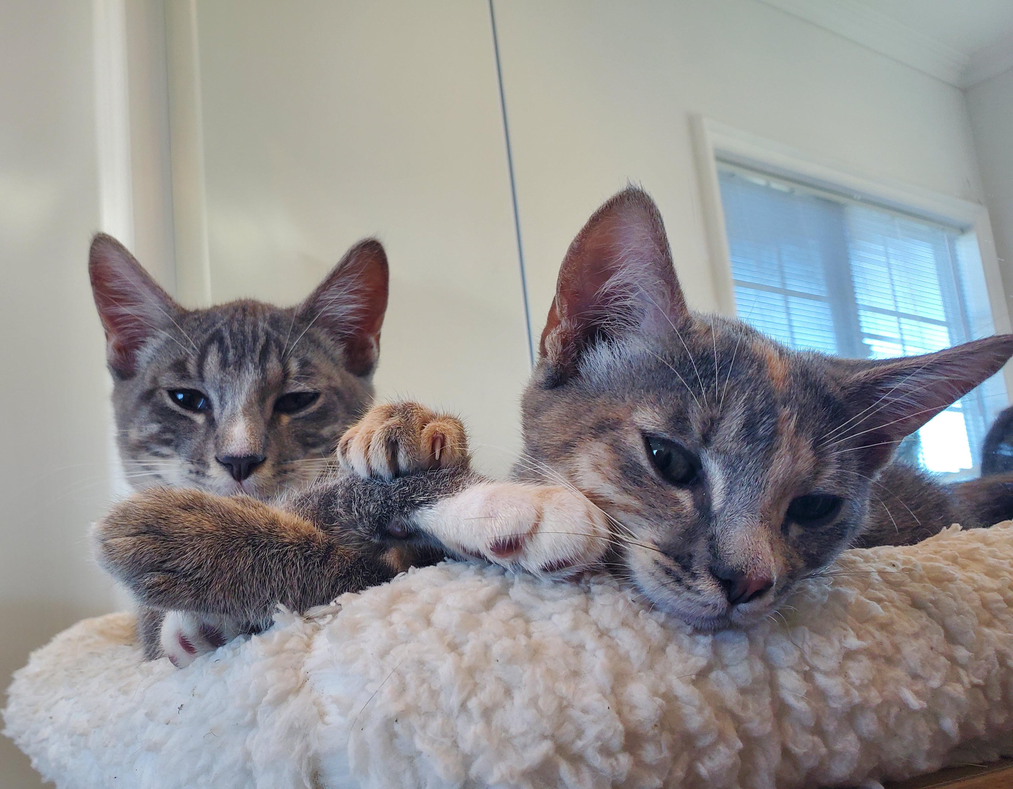 Enlarge Buster & Bella (Bonded Kittens), a ADOPTABLE Domestic Medium Hair in Los Angeles, CA image 4/4