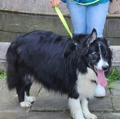 Enlarge Butters, a Adopted Border Collie in Vine Grove, KY image 3/3