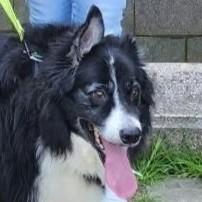 Butters, Adopted, Adult Male Border Collie.
