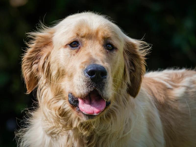 Diesel, Adoptable, Young Male Golden Retriever.