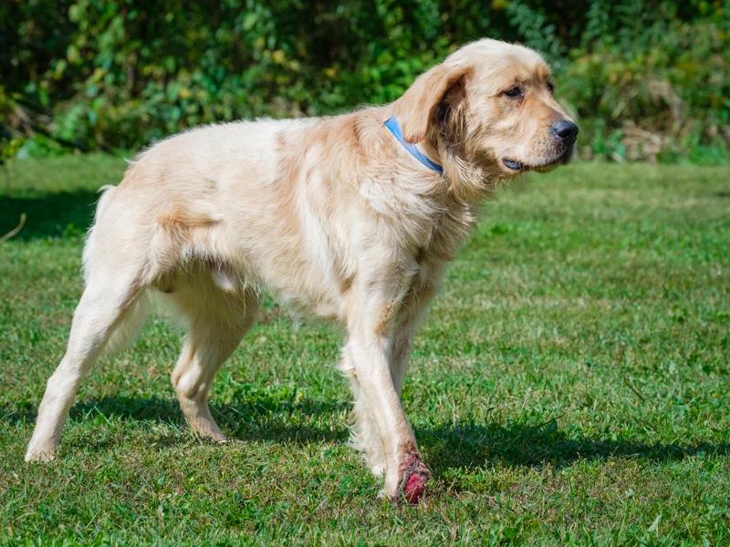 Enlarge Diesel, a Adoptable Golden Retriever in Pointe-Fortune, QC image 3/3