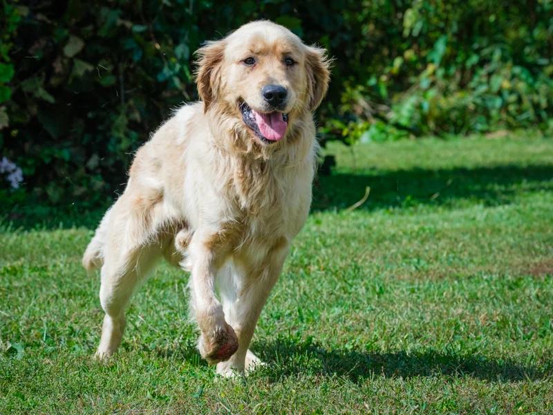 Enlarge Diesel, a Adoptable Golden Retriever in Pointe-Fortune, QC image 2/3