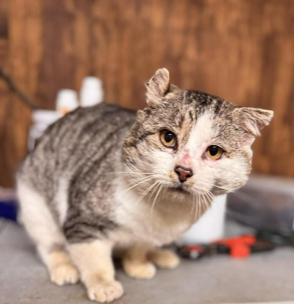 Rambo, Adoptable, Adult Male Domestic Short Hair.