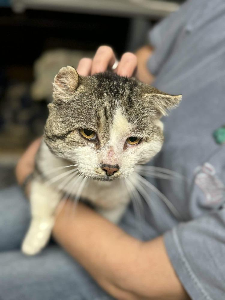 Enlarge Rambo, a Adoptable Domestic Short Hair in Cary, NC image 2/3