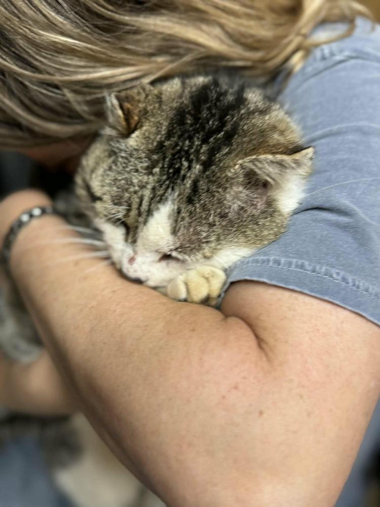 Enlarge Rambo, a Adoptable Domestic Short Hair in Cary, NC image 3/3