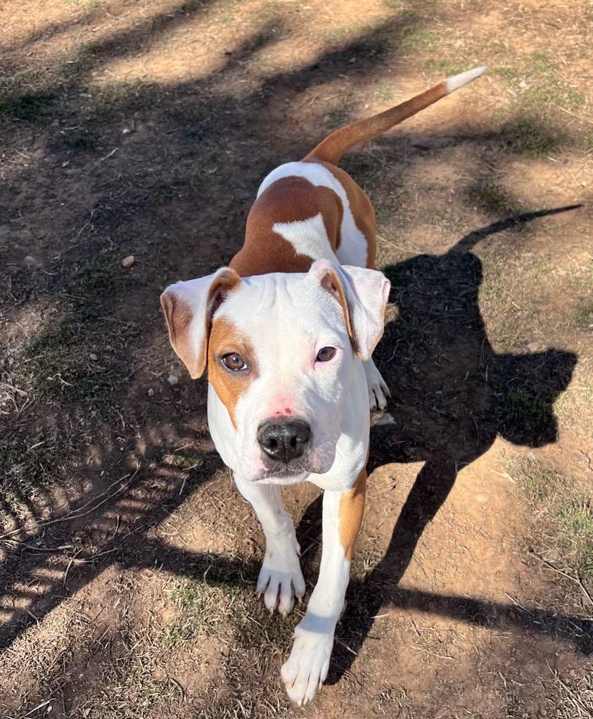 Tetris, Adoptable, Young Male Pit Bull Terrier.
