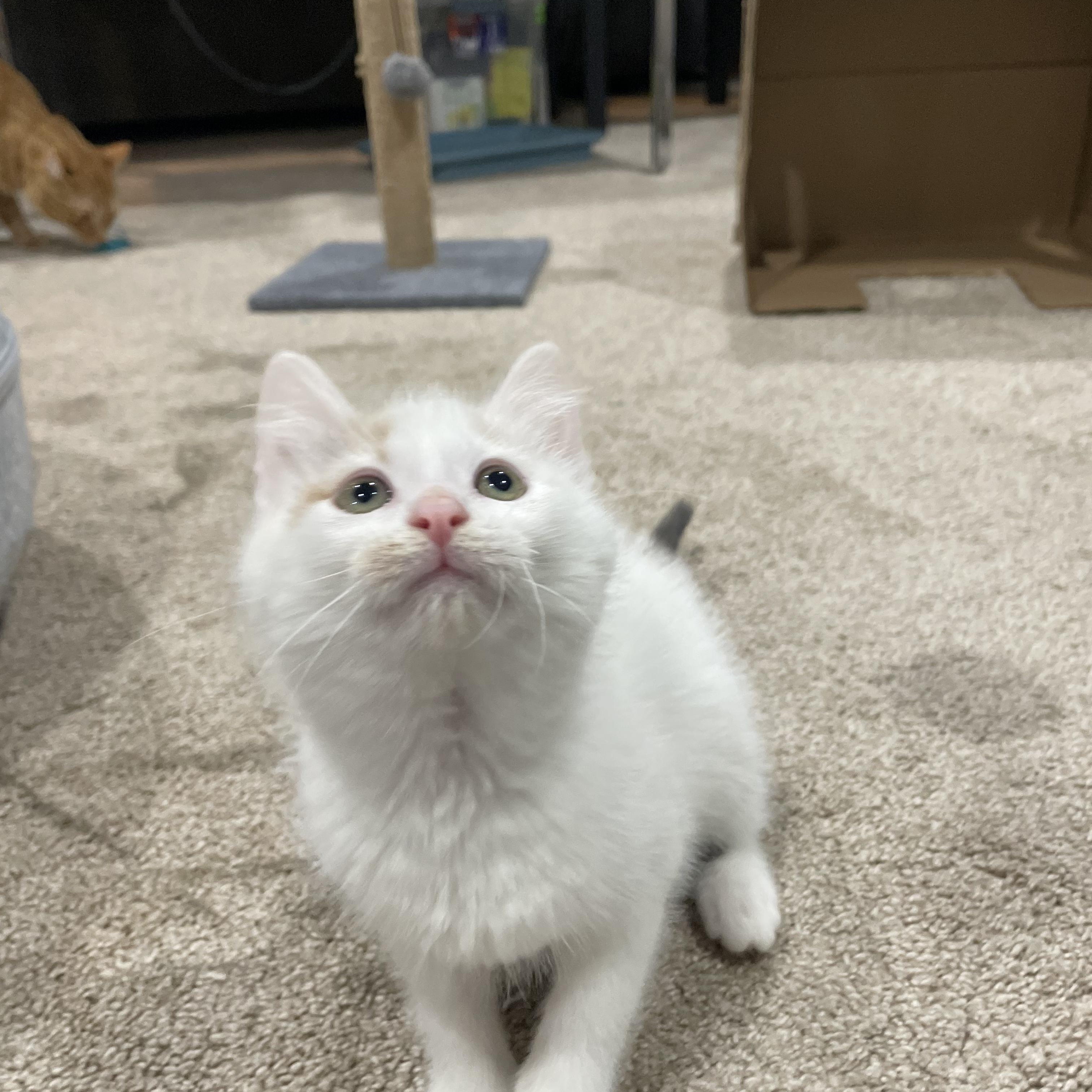 Peony, an adopted Domestic Short Hair in Pardeeville, WI image 2/5