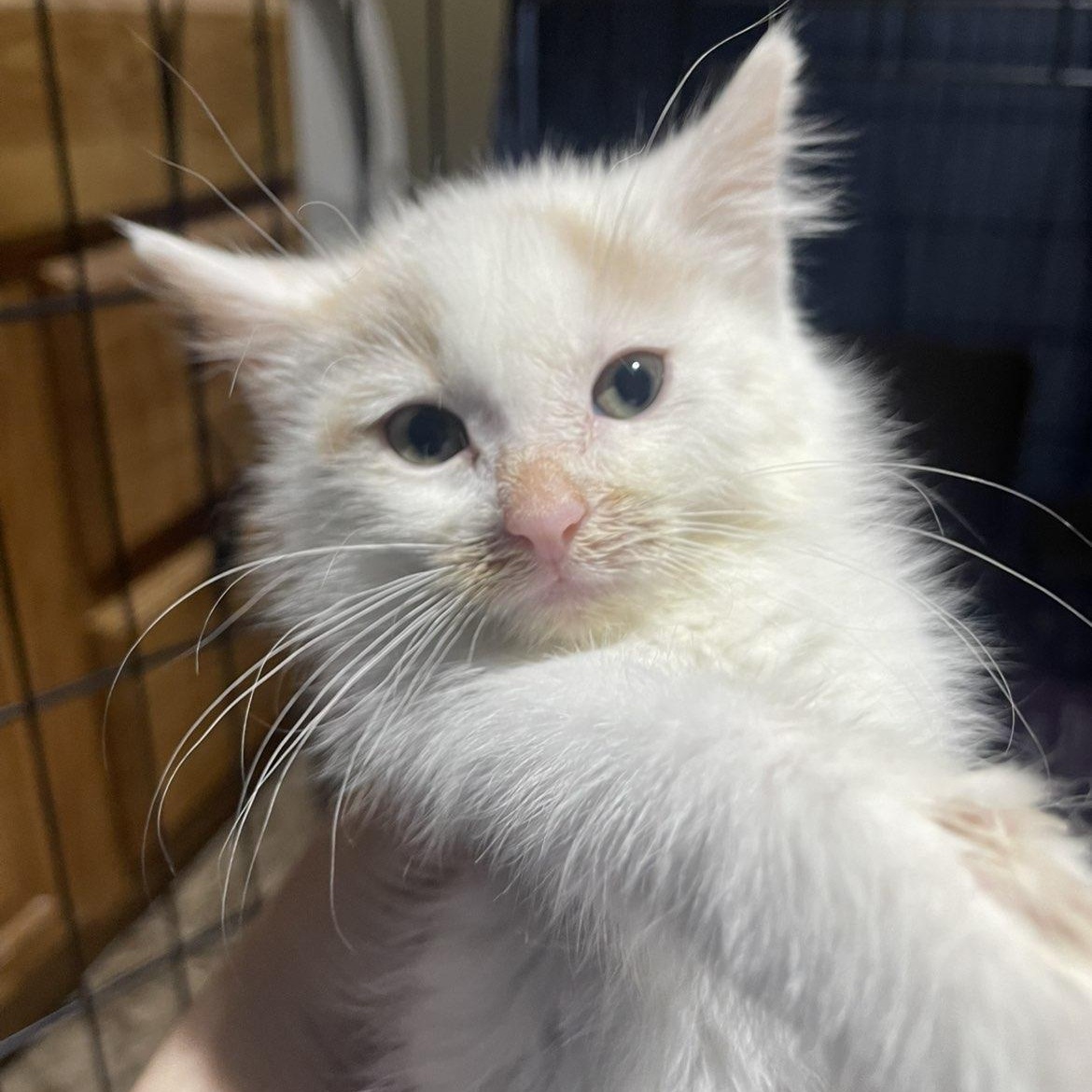 Peony, adopted, Kitten Female Domestic Short Hair.