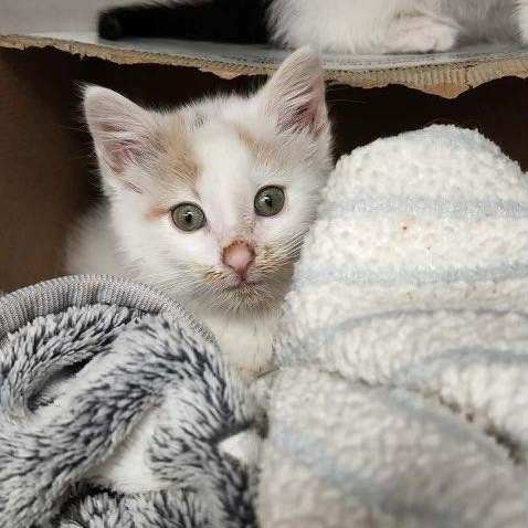 Peony, an adopted Domestic Short Hair in Pardeeville, WI image 4/5