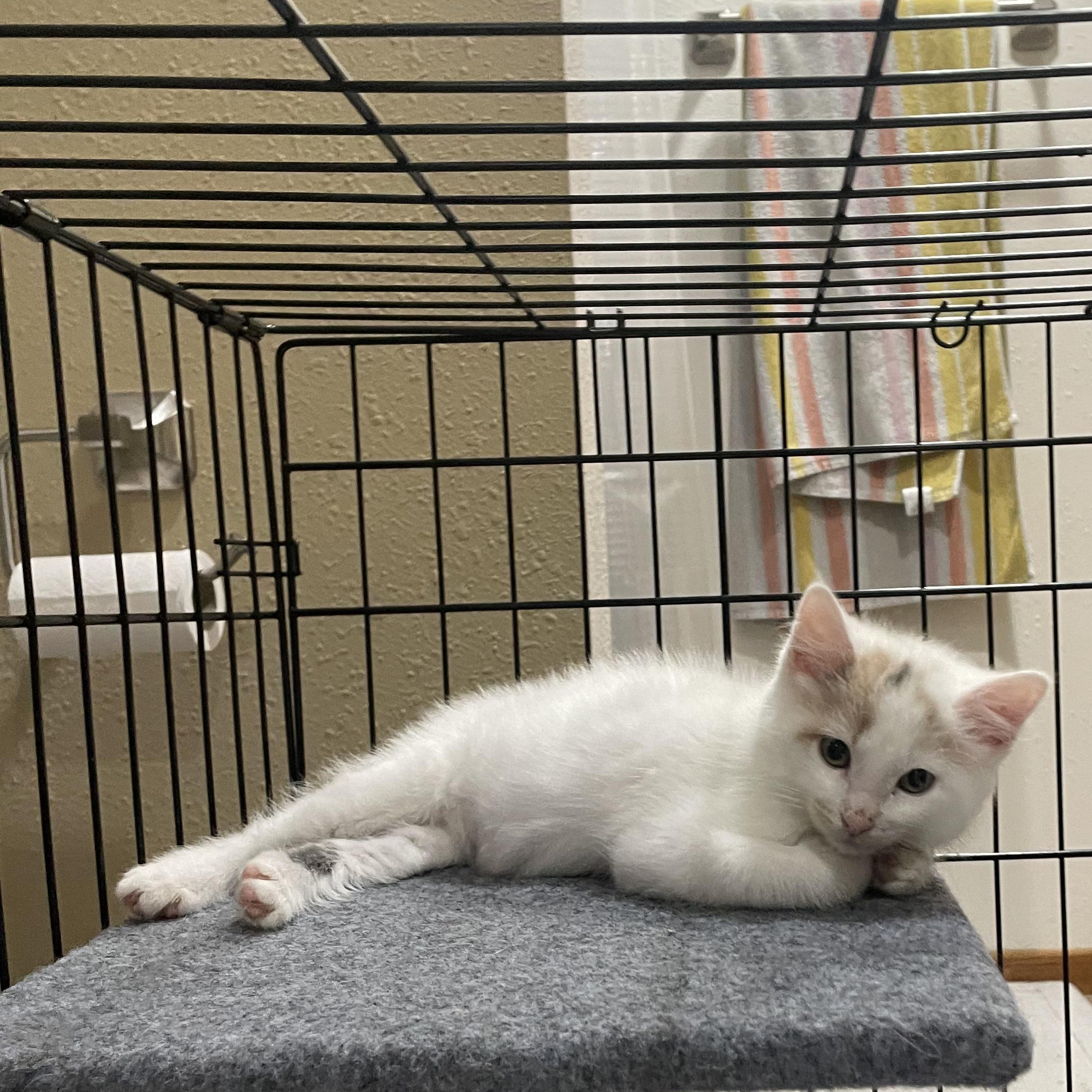 Peony, an adopted Domestic Short Hair in Pardeeville, WI image 5/5