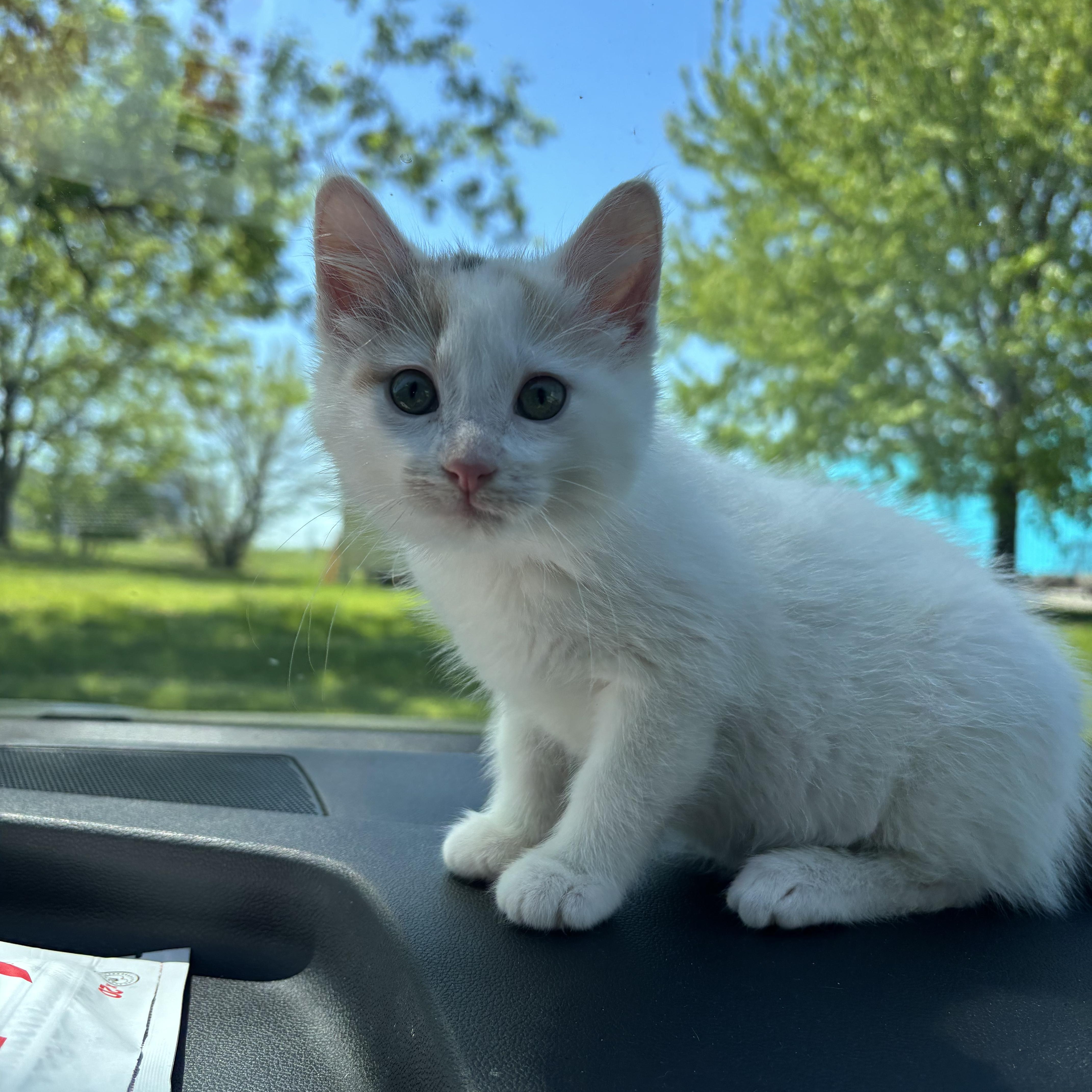 Peony, an adopted Domestic Short Hair in Pardeeville, WI image 3/5