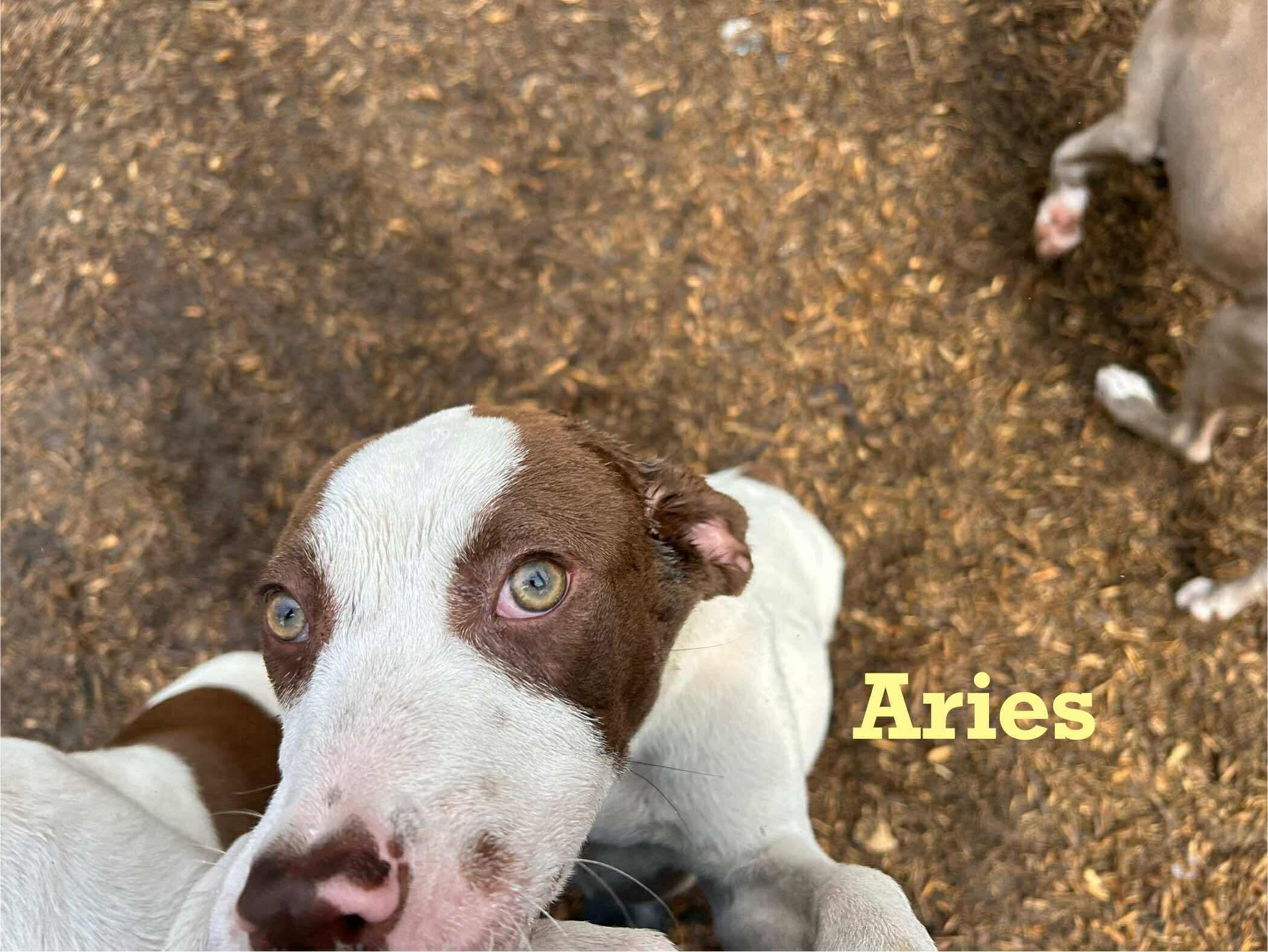 Aries