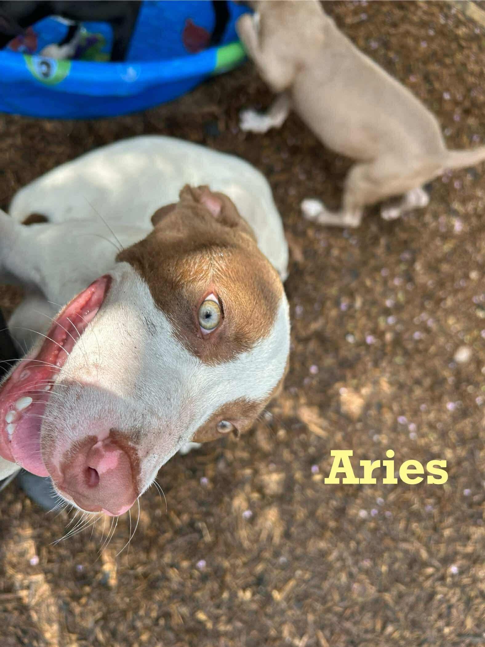 Aries