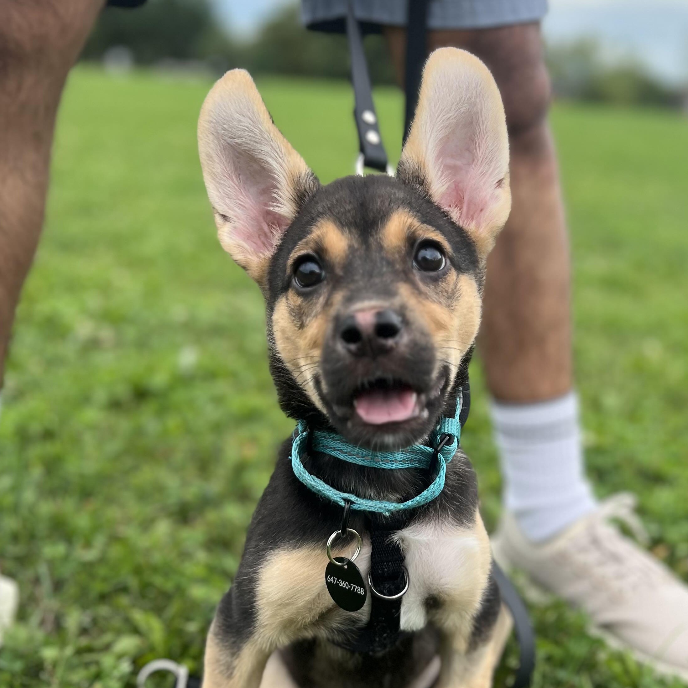 Quinoa, Adoptable, Puppy Female Shepherd.