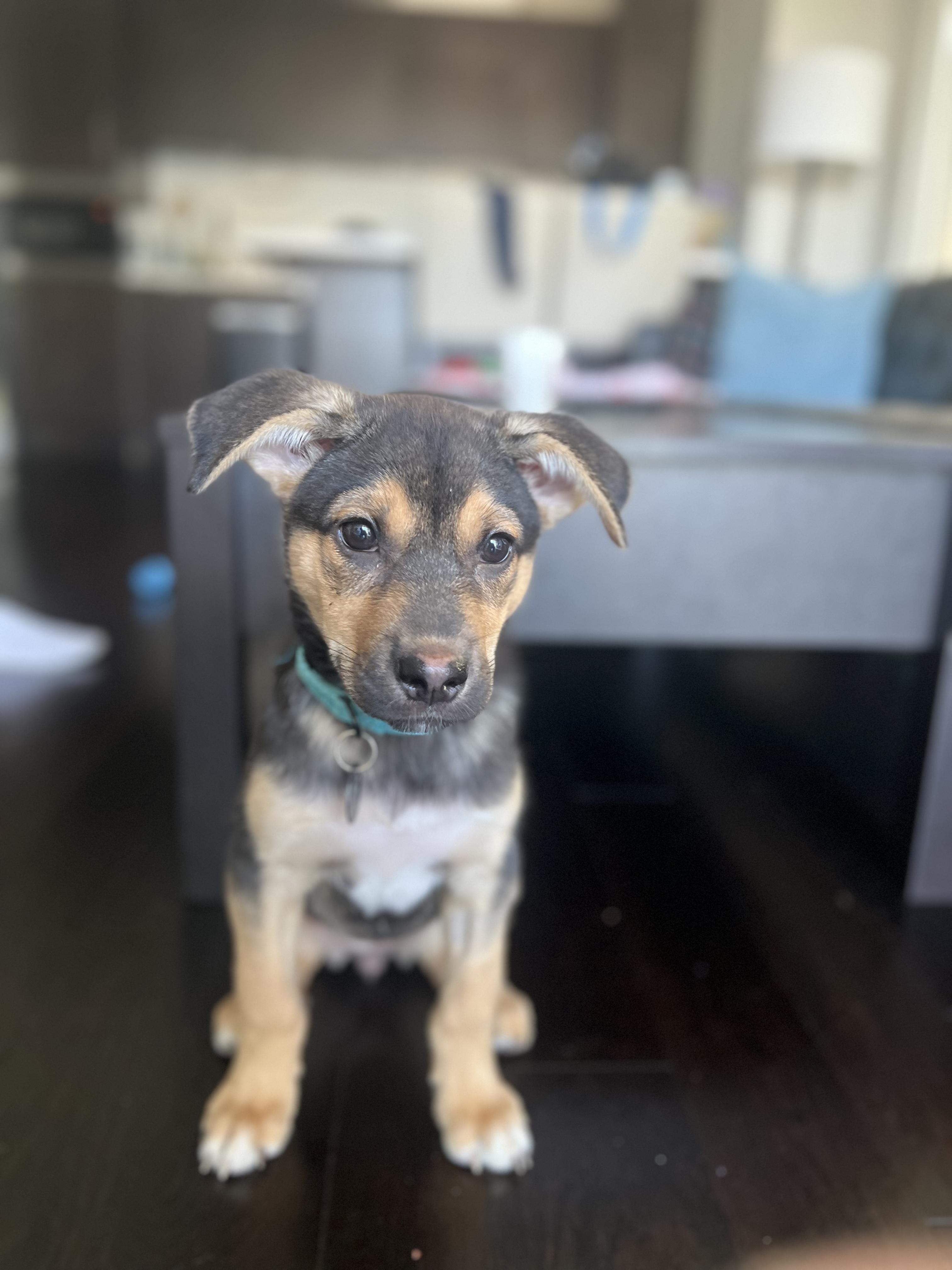Enlarge Quinoa, a Adoptable mixed breed in Toronto, ON image 5/6