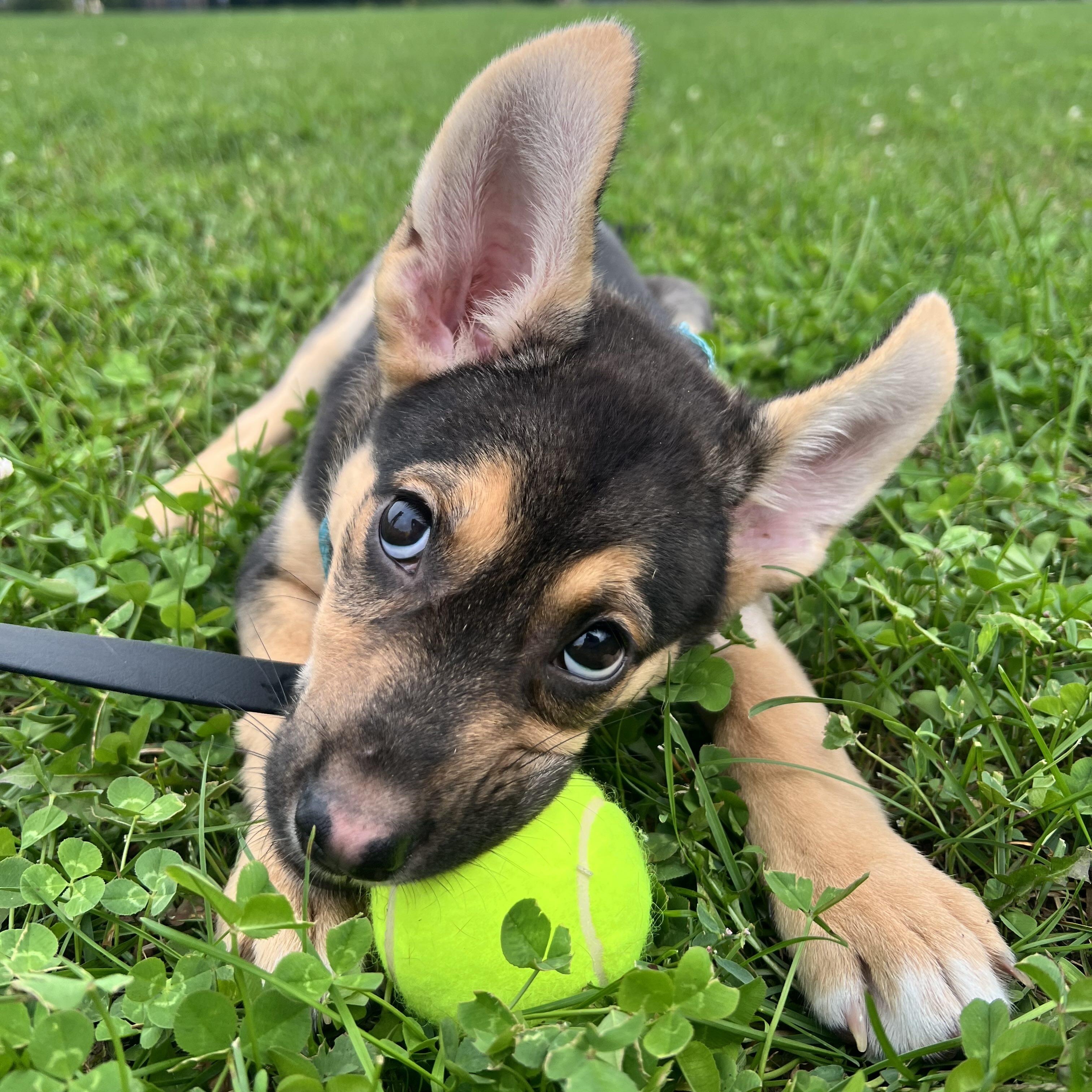 Enlarge Quinoa, a Adoptable mixed breed in Toronto, ON image 2/6