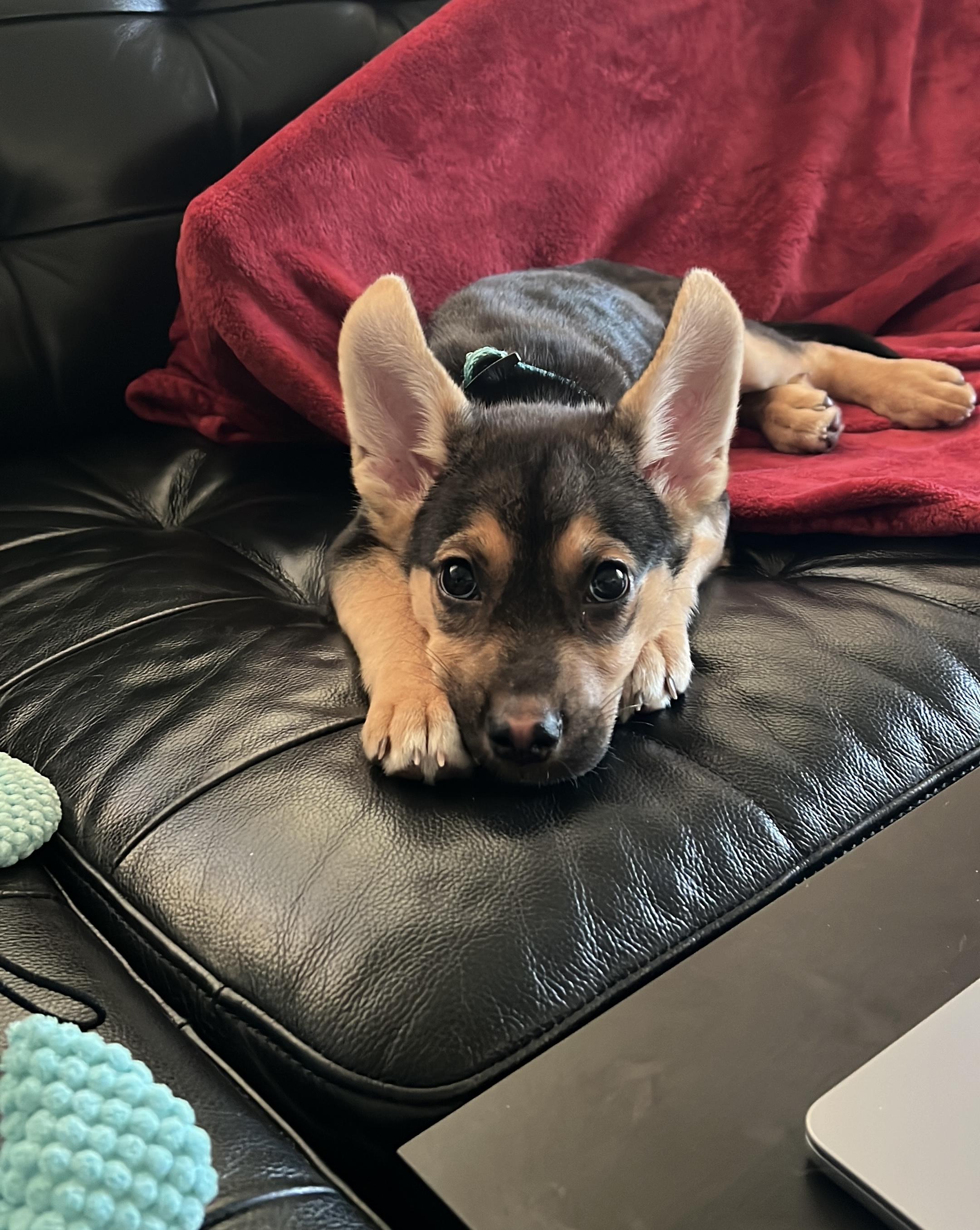 Enlarge Quinoa, a Adoptable mixed breed in Toronto, ON image 6/6